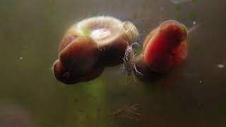 Ramshorn Snails and Freshwater Amphipods Scuds Eating Green Algae [upl. by Serrell]