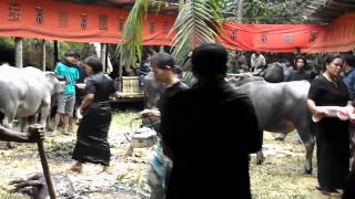 Indonesië  Traditionele ceremonie bij begrafenis Tana Toraja Sulawesi [upl. by Marleen]