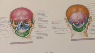 Otorinolaringoiatria pediatrica le adenoidi e le tonsille [upl. by Marka]