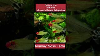 Rummy Nose Tetra [upl. by Sumer616]