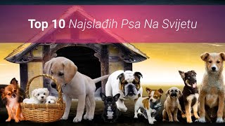 🐶 Koji Su Najslađi Psi Na Svijetu Top 10 Najslađih Pasmina Pasa [upl. by Ly]