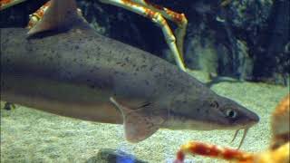 Facts The Mandarin Dogfish [upl. by Cheshire965]