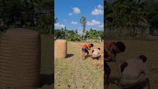 The man was working in the paddy field [upl. by Eelyr317]