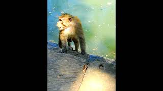 Big Group monkeys chase invaders jump in water [upl. by Kristianson]