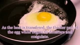 Protein Denaturation Coagulation Egg Cookery p1 [upl. by Joete]