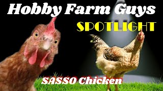 HFG Farm Animal Spotlight SASSO Chicken [upl. by Farrah]