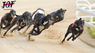 British greyhound racing  Track race 480m [upl. by Malas]