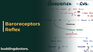 Baroreflex regulation of blood pressure Baroreceptor reflex physiology [upl. by Eirojam]