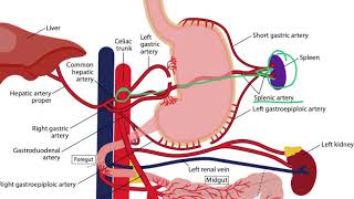 Gastrointestinal Arteries for the USMLE Step 1 [upl. by Becht]