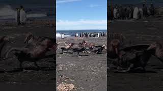 Giant petrels scavenge a gentoo penguin natureismetal keepnaturemetal petrel penguin [upl. by Aba]