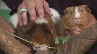 How To Recognize Guinea Pig Breeds [upl. by Ullman]