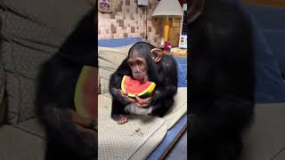 Emotional chimpanzee shortvideo animals healing shorts pets [upl. by Orgalim48]