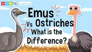 Emus Vs Ostriches – What is the Difference [upl. by Etnelav]