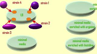 prototrophic vs auxotrophic bacteria [upl. by Henriette]