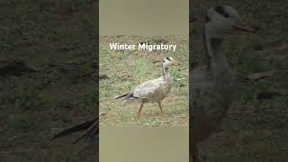 Barheaded Goose Winter Migratory Anseriformes leastconcern Wetlandbird [upl. by Doykos]