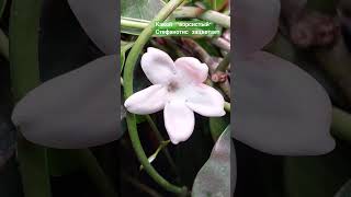 stephanotis plants саднабалконе gardenbalkon растения nature flowers [upl. by Anileuqcaj]