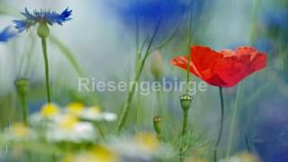 Riesengebirgslied Schlesischer Volkschor Riesengebirglers Heimatlied Blaue Berge Mit Text HD [upl. by Kolodgie452]