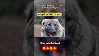 Qeni Sharrit vs Kangali  Qent qe MUND te vrasin nje Kangal [upl. by Jala665]