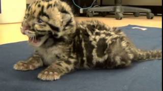 Clouded Leopard Kitten Tummy Time [upl. by Flavian204]