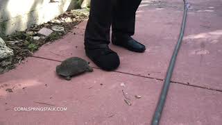 Angry Tortoise Headbutts Man [upl. by Sedinoel]