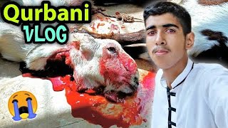 Bakra Eid Vlog 2022 🔥 Qurbani Vlog 😎 Ibrahim Asim Vlogs [upl. by Atsirk818]