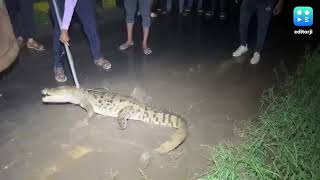 Crocodile Walking On Street In Gujarats Vadodara Rescued [upl. by Gombosi841]