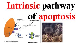 Intrinsic apoptosis pathway [upl. by Yesnyl736]