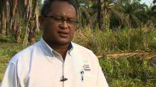 Agro Journal on Ganoderma attack on Oil Palm RTM Malaysia Part 1 of 2 [upl. by Akinhoj379]