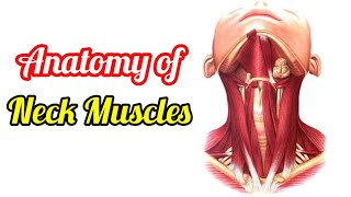 Anatomy of Neck Muscles  Cervical  Neck Muscles Anatomy  Names of muscles  Muscles of the Neck [upl. by Portwin]