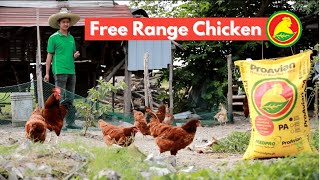 Free Range Chicken gamit ang ProAvian [upl. by Eycats492]