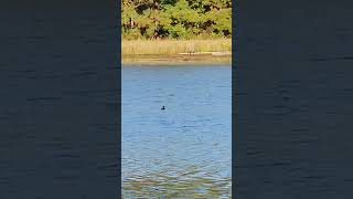 Bufflehead small compact ducks with large rounded heads and short wide bills Swims underwater [upl. by Fair]