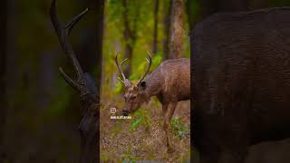 In first frame asiatic elephant 2nd blue bull  Nilgai 3rd sambar deer 🦌🦌 [upl. by Ennaer]