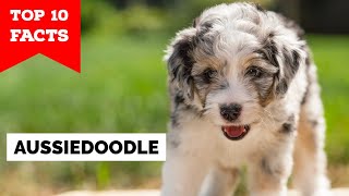 Aussiedoodle  Top 10 Facts [upl. by Huang]