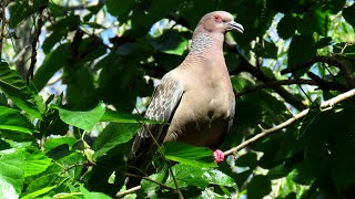 Picazuro Pigeon [upl. by Appledorf306]