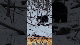 Bear Encounter During Deer Hunting Season in Pennsylvania [upl. by Alva994]