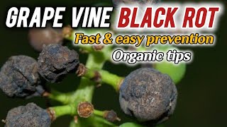 grape vine black rot fungal disease treatment how to control black rot in grape vine [upl. by Annaer564]