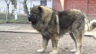 Titan the largest Caucasian Shepherd and its puppies [upl. by Bolen445]