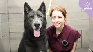 The rare and beautiful BLUE BAY SHEPHERD  Wolfdog [upl. by Keele]