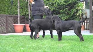 Cane Corso Wurfplanung 2015 Dana amp Paolo [upl. by Cleavland]