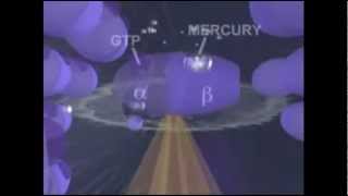 The Effects of Mercury Thimerosal on Brain Neuron Degeneration [upl. by Ahtnamas]