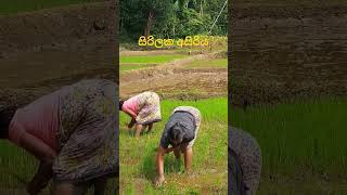 සිරිලක අසිරිය [upl. by Asteria683]