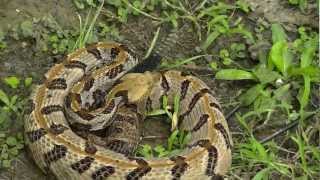 Timber Rattlesnake HD [upl. by Adlecirg]