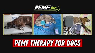 PEMF Therapy For Dogs [upl. by Annoyi]