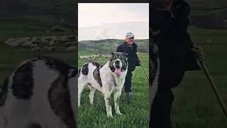 ⬆️Really Huge Dogs 💯🔝 from Sorin Traian Pojars kennel shorts subscribe shortvideo viralvideo [upl. by Yentruoc]