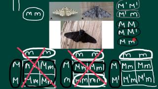 Three allele at one locus problem and solution [upl. by Yras807]