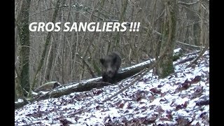 TIR DUN GROS SANGLIER A 5 METRES [upl. by Issim]