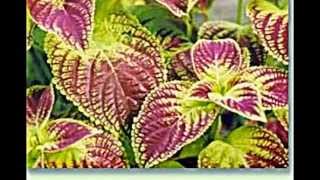 Coleus Buntnessel [upl. by Kraul724]