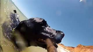 Portuguese Water Dog swimming PWD Scuba [upl. by Sheba]