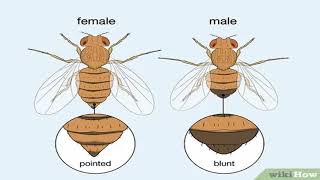 Biology of Drosophila melanogaster [upl. by Yl370]