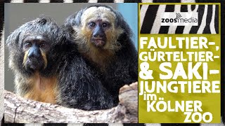 Kölner Zoo JUNGTIERE im ArnulfundElizabethReichertHaus 😍  zoosmedia [upl. by Otrevogir437]